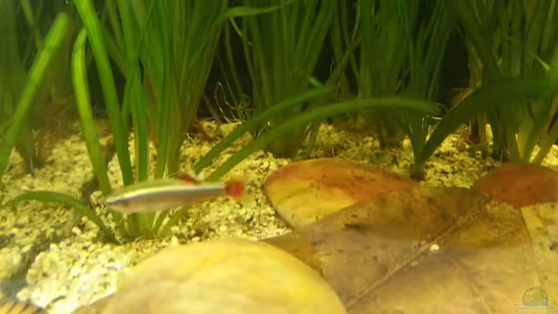 Besatz im Aquarium Aqua Art von Betta Ufuk (2)