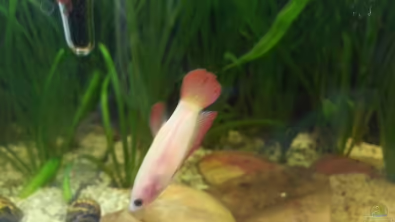 Besatz im Aquarium Aqua Art von Betta Ufuk (3)