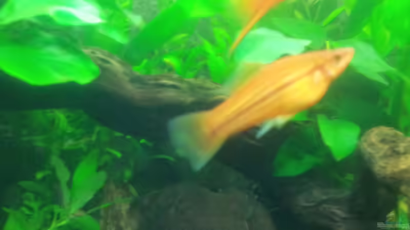 Besatz im Aquarium Aqua Art von Nixe1991 (13)