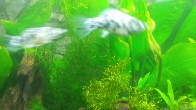 Besatz im Aquarium Aqua Art von Nixe1991 (14)