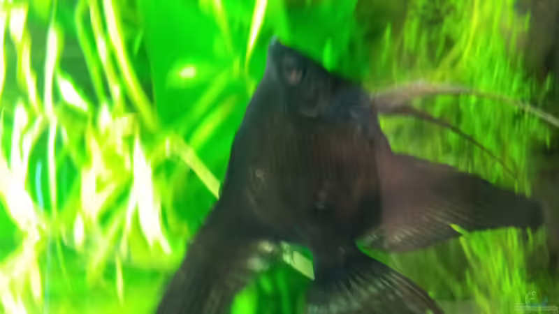 Besatz im Aquarium Aqua Art von Nixe1991 (15)