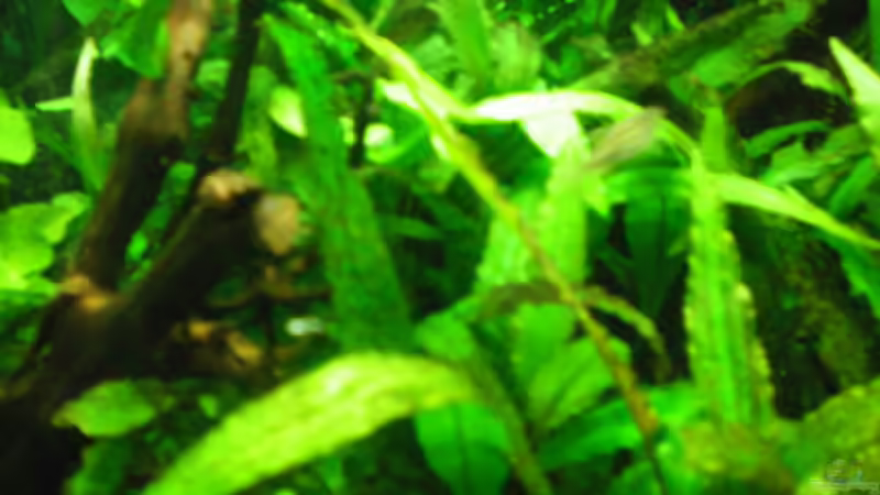 Besatz im Aquarium Aqua Asia ++Nur noch als Beispiel++ von Thomas Ahrens (17)