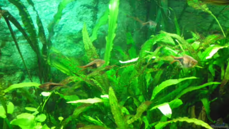 Besatz im Aquarium Aqua Asia ++Nur noch als Beispiel++ von Thomas Ahrens (19)
