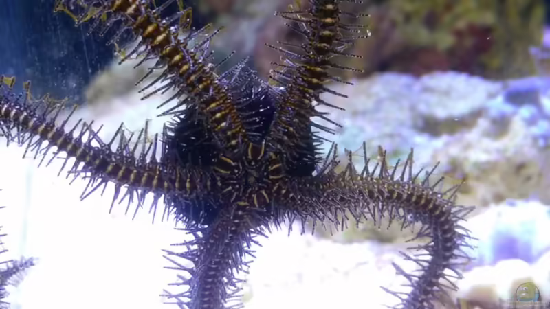 Besatz im Aquarium Aqua Medic Blenny von luki79 (8)