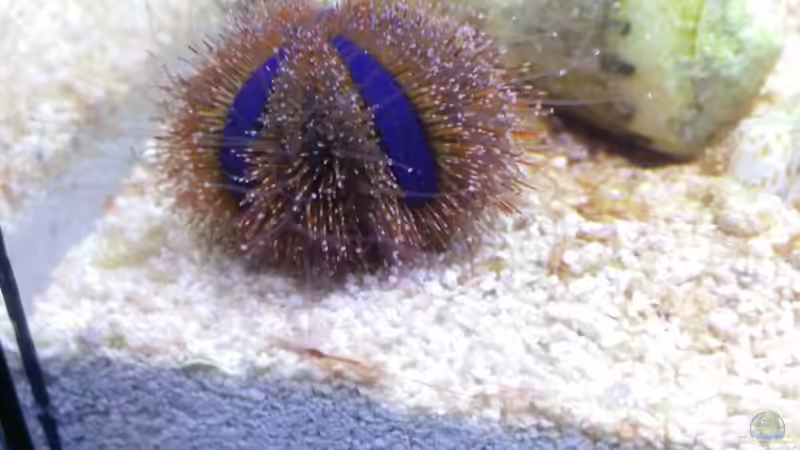 Besatz im Aquarium Aqua Medic Blenny von luki79 (9)