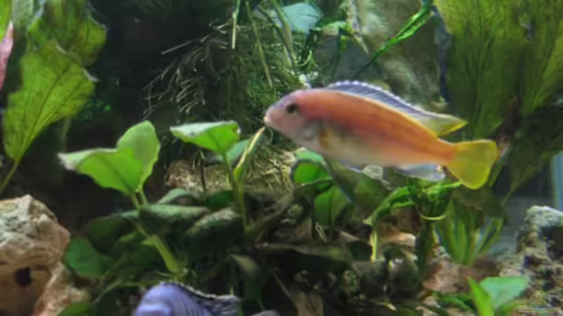 Besatz im Aquarium aqua stabil Effect-Line silber von Maik Beckmann (3)