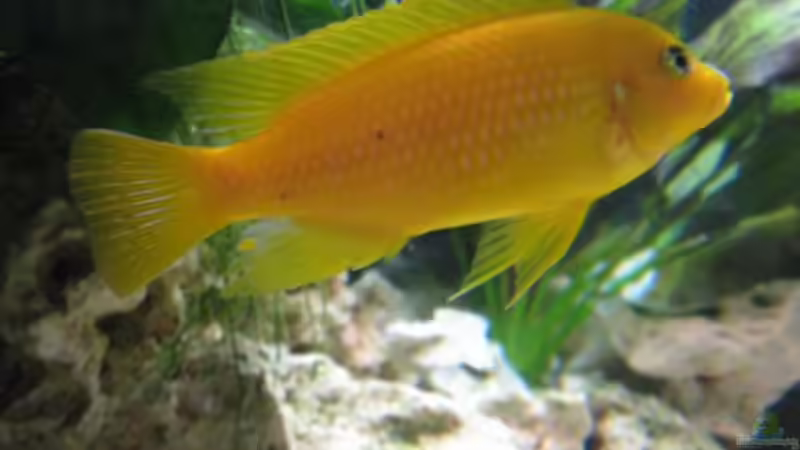 Besatz im Aquarium aqua stabil Effect-Line silber von Maik Beckmann (4)