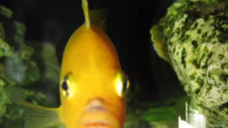 Besatz im Aquarium aqua stabil Effect-Line silber von Maik Beckmann (5)