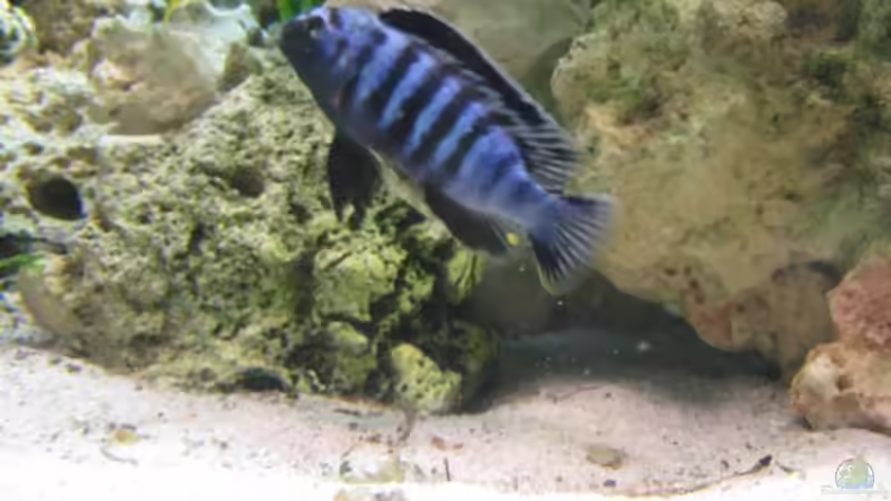 Besatz im Aquarium aqua stabil Effect-Line silber von Maik Beckmann (6)