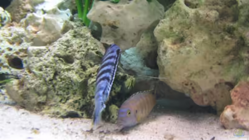 Besatz im Aquarium aqua stabil Effect-Line silber von Maik Beckmann (7)