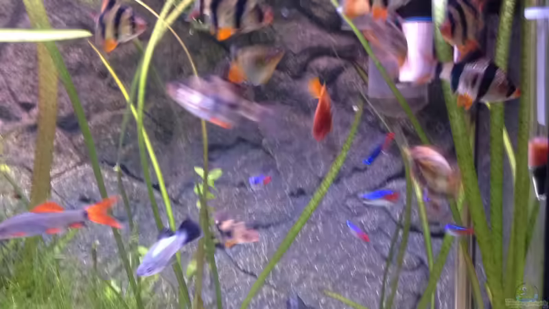 Besatz im Aquarium Aqua von Flo Weber (14)