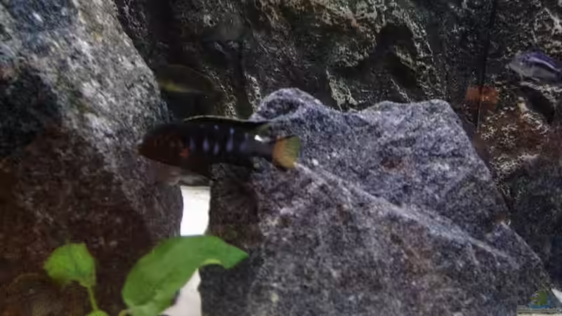 Besatz im Aquarium Aquael panorama Becken von Christian.D (5)