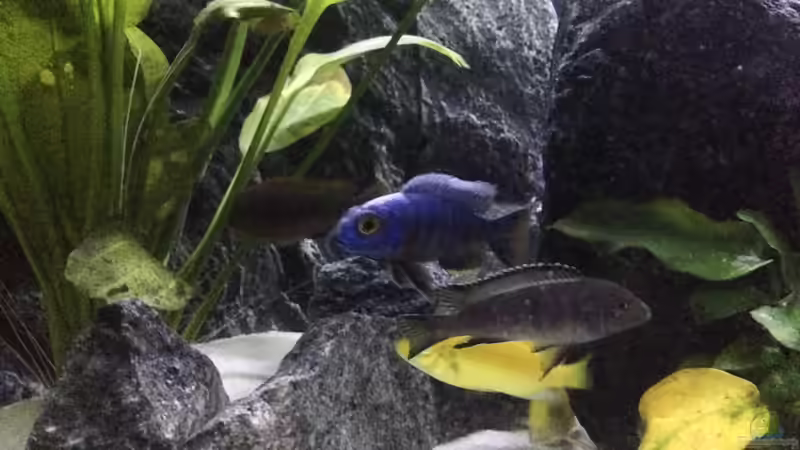 Besatz im Aquarium Aquael panorama Becken von Christian.D (6)