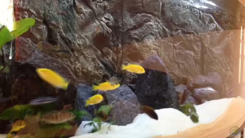 Besatz im Aquarium Aquael panorama Becken von Christian.D (7)