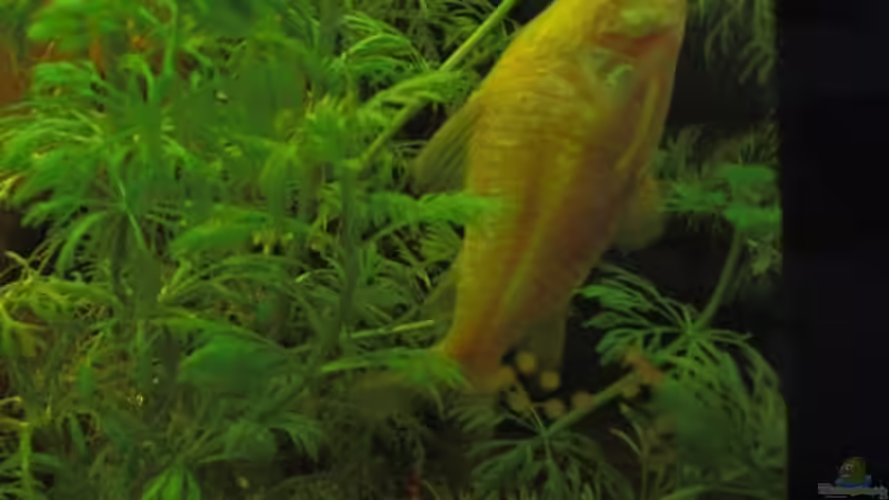 Besatz im Aquarium Aqualounge von BaniW (17)