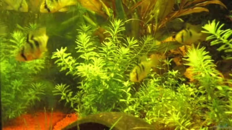 Besatz im Aquarium Aqualounge von BaniW (18)