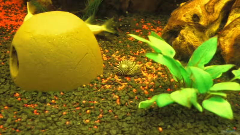 Besatz im Aquarium Aqualounge von BaniW (21)