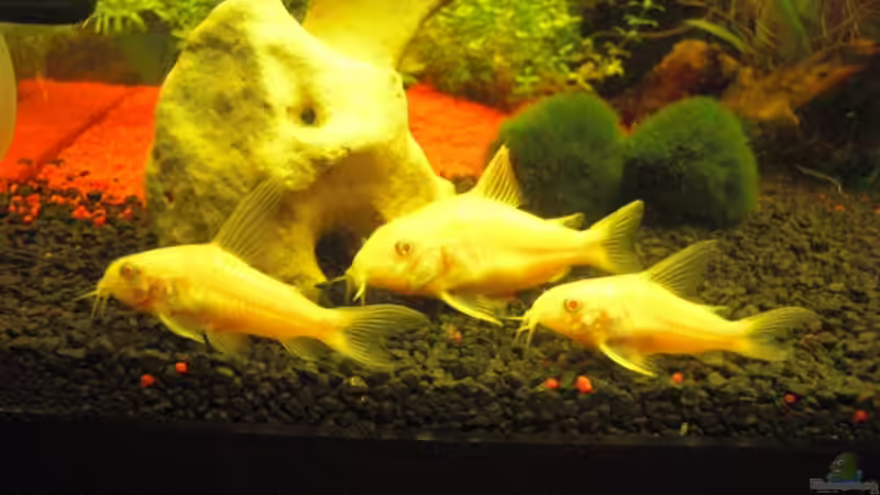 Besatz im Aquarium Aqualounge von BaniW (22)