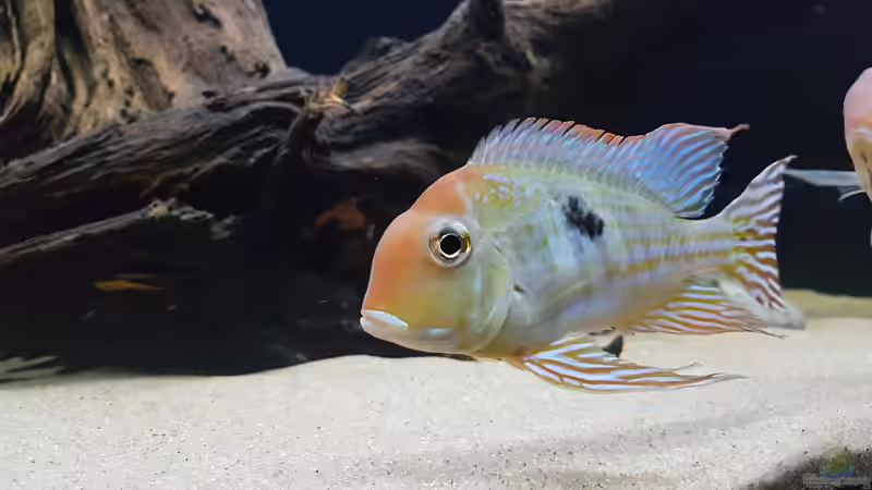 Besatz im Aquarium AquaRio von Ben yamin (10)