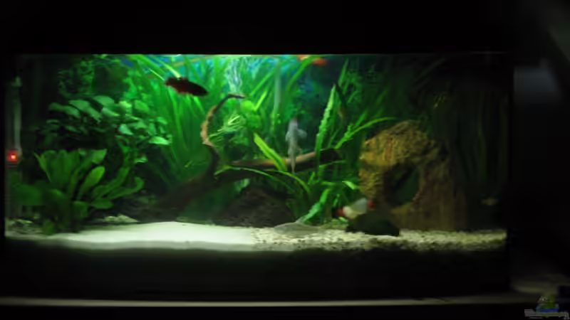 Besatz im Aquarium Aquarium mit gewölbter Frontscheibe von Henning Brinkmann (25)