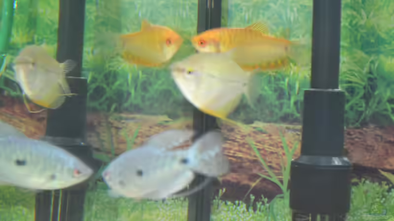 Besatz im Aquarium Aquarium von Vanessa Freni (6)