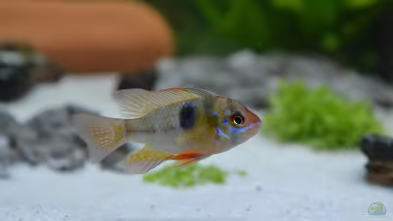 Besatz im Aquarium Aquarium von Vanessa Freni (7)