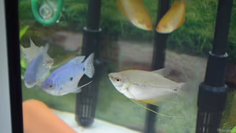 Besatz im Aquarium Aquarium von Vanessa Freni (8)