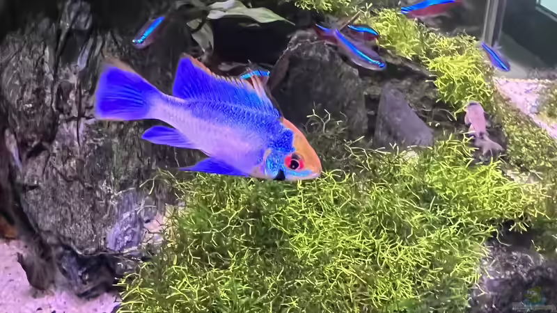 Besatz im Aquarium Aquascape Mooslandschaft von Dietmar Keßl (25)