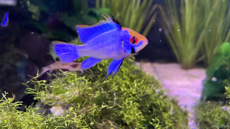 Besatz im Aquarium Aquascape Mooslandschaft von Dietmar Keßl (31)