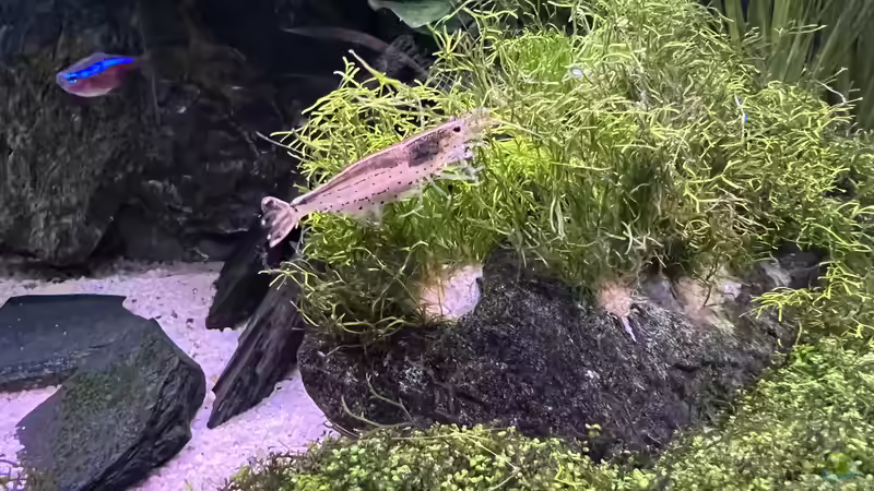 Besatz im Aquarium Aquascape Mooslandschaft von Dietmar Keßl (34)