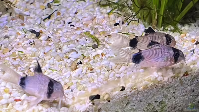 Besatz im Aquarium Aquascape Mooslandschaft von Dietmar Keßl (35)