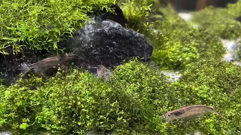 Besatz im Aquarium Aquascape Mooslandschaft von Dietmar Keßl (36)