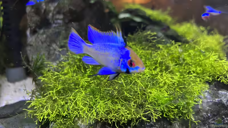 Besatz im Aquarium Aquascape Mooslandschaft von Dietmar Keßl (37)