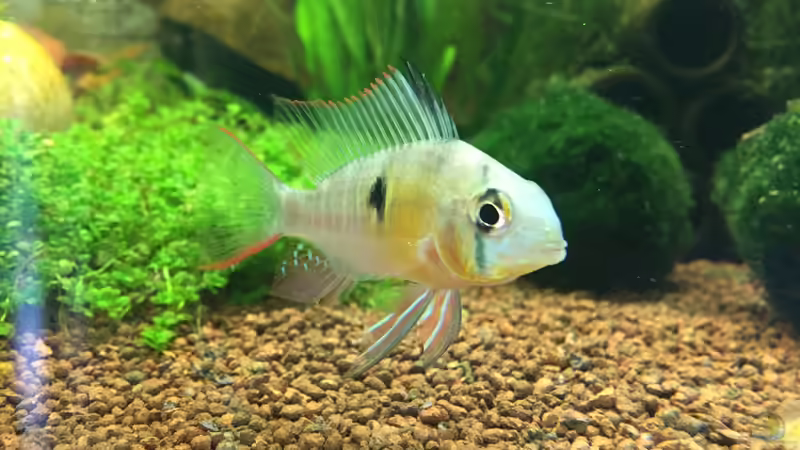 Besatz im Aquarium aquatlantis von kirly (13)