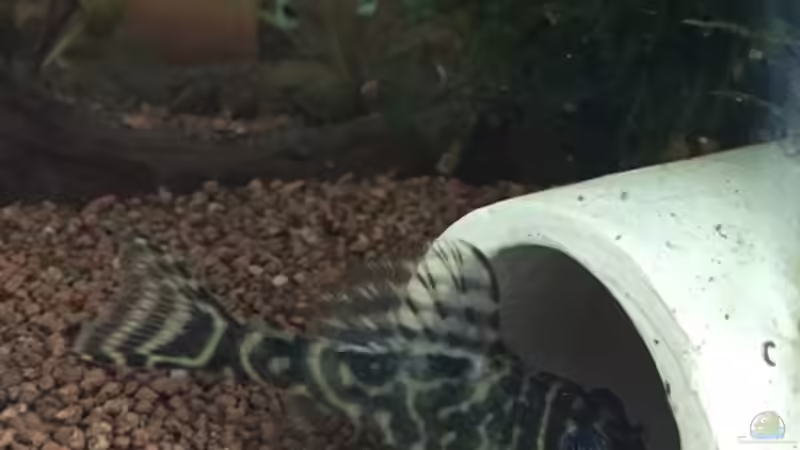 Besatz im Aquarium aquatlantis von kirly (14)