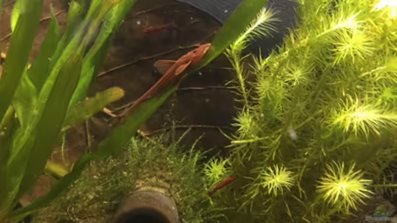 Besatz im Aquarium aquatlantis von kirly (15)