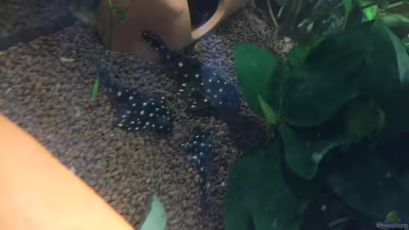 Besatz im Aquarium aquatlantis von kirly (16)