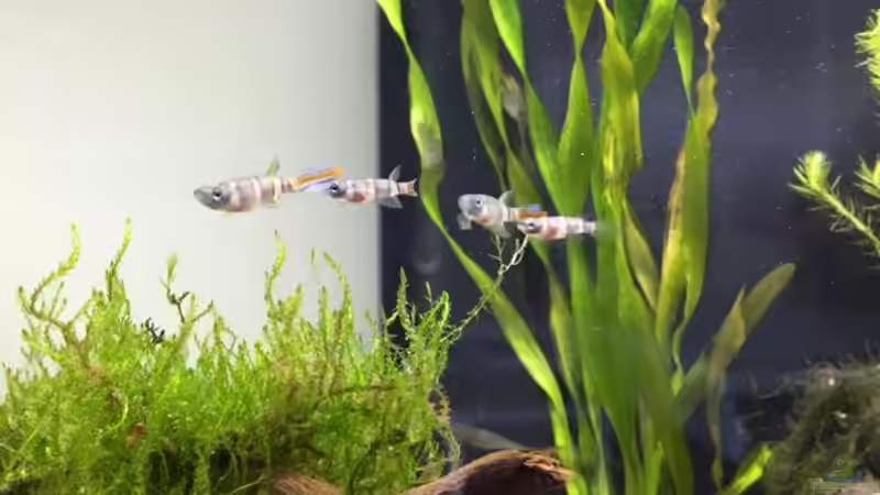 Besatz im Aquarium aquatlantis von kirly (3)