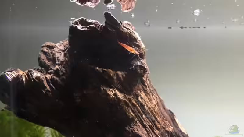 Besatz im Aquarium aquatlantis von kirly (4)