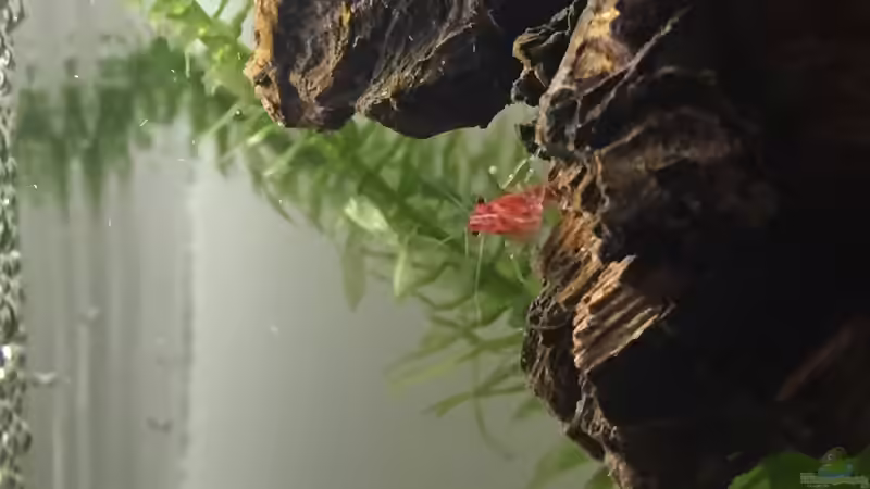 Besatz im Aquarium aquatlantis von kirly (7)