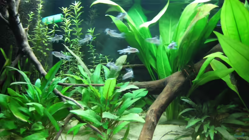 Besatz im Aquarium Artbecken - Aspidoras pauciradiatus von nilsi-nessi (3)