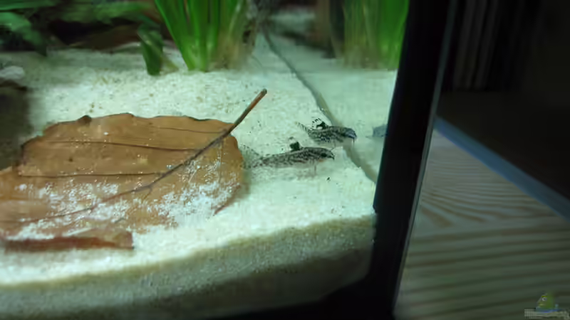 Besatz im Aquarium Artbecken - Aspidoras pauciradiatus von nilsi-nessi (4)