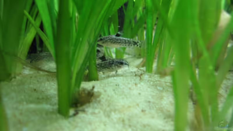 Besatz im Aquarium Artbecken - Aspidoras pauciradiatus von nilsi-nessi (5)