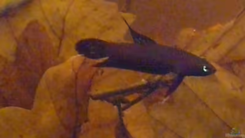 Besatz im Aquarium Artbecken für Betta tussyae von Mario (10)