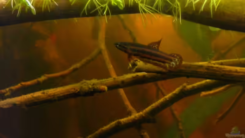 Besatz im Aquarium Artbecken für Betta tussyae von Mario (6)