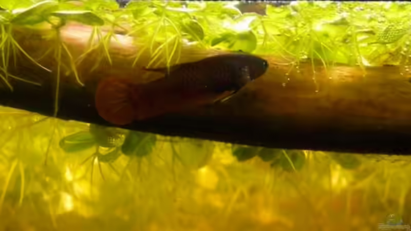 Besatz im Aquarium Artbecken für Betta tussyae von Mario (7)
