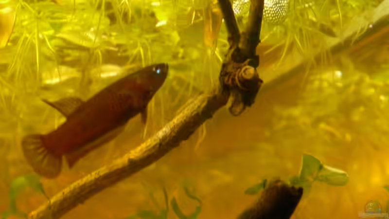 Besatz im Aquarium Artbecken für Betta tussyae von Mario (8)