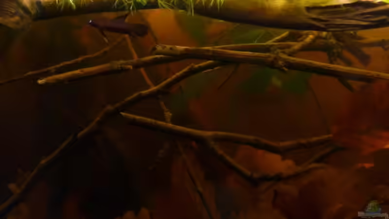 Besatz im Aquarium Artbecken für Betta tussyae von Mario (9)