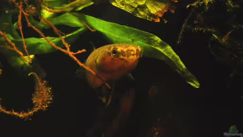 Besatz im Aquarium Artenbecken Betta Albimarginata Malinau von Heiko Bischof (29)