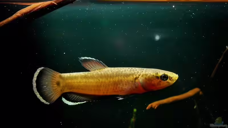 Besatz im Aquarium Artenbecken Betta Albimarginata Malinau von Heiko Bischof (31)